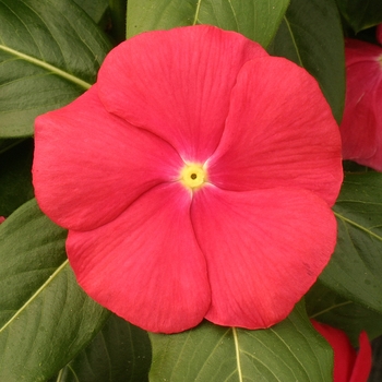 Catharanthus roseus 'Red Eye' 