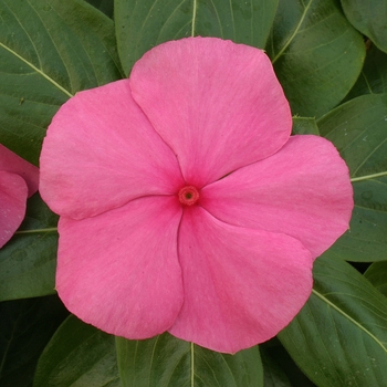 Catharanthus roseus Vitesse 'Rose'