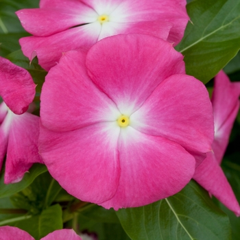 Catharanthus roseus 'Rose Morn' 