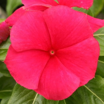 Catharanthus roseus 'Strawberry' 