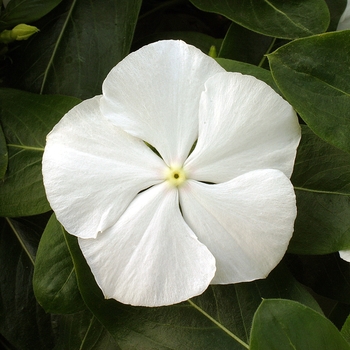 Catharanthus roseus Vitesse 'White'