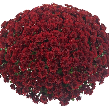 Chrysanthemum x morifolium Afterglow 'Rosso'
