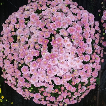 Chrysanthemum x morifolium 'Akilon Pink'