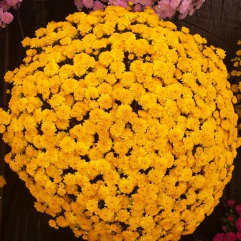 Chrysanthemum x morifolium 'Akilon Gold' 