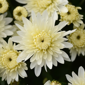 Chrysanthemum x morifolium 'Alpine White' 
