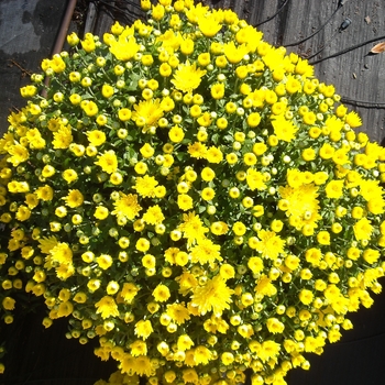 Chrysanthemum x morifolium 'Aluga Yellow' 