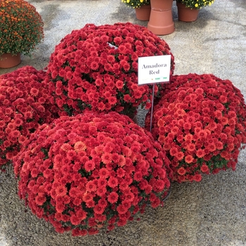 Chrysanthemum x morifolium 'Amadora Red' 