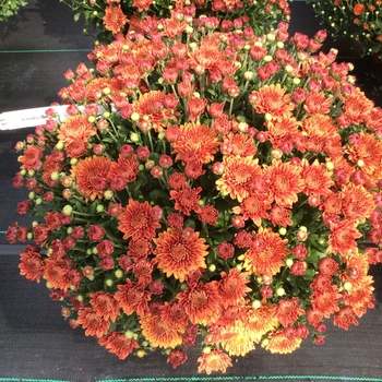 Chrysanthemum x morifolium 'Amiko Bronze' 