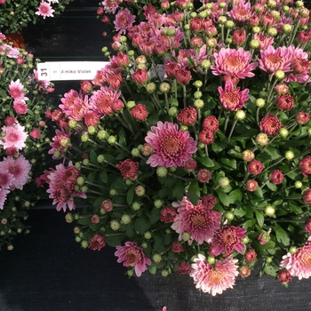 Chrysanthemum x morifolium 'Amiko Violet' 