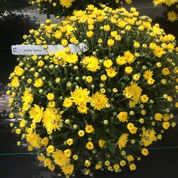 Chrysanthemum x morifolium Belgian® 'Amiko Yellow'