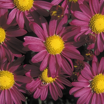 Chrysanthemum x morifolium 'Amphion Purple'