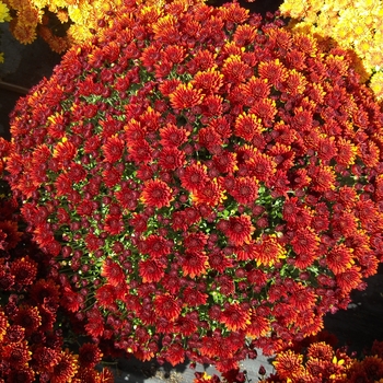 Chrysanthemum x morifolium 'Antica Bronze' 