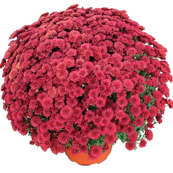 Chrysanthemum x morifolium 'Ashley™ Red' 
