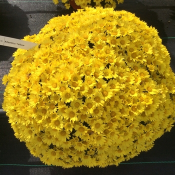 Chrysanthemum x morifolium Belgian® 'Atlantico Yellow'