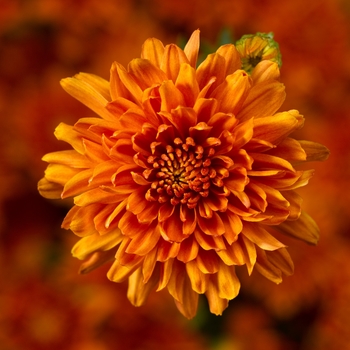 Chrysanthemum x morifolium 'Aubrey™ Orange' 