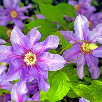 Clematis 'Barbara Jackman' 