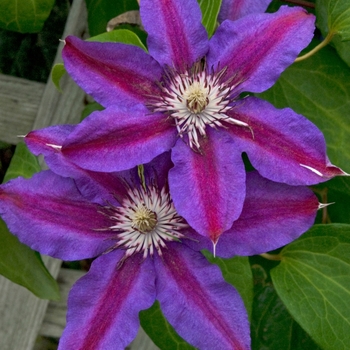 Clematis 'Fireworks'