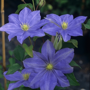 Clematis 'Fujimusume'