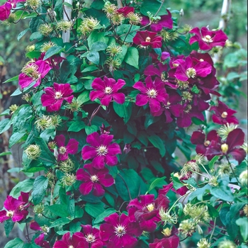 Clematis 'Gypsy Queen' 