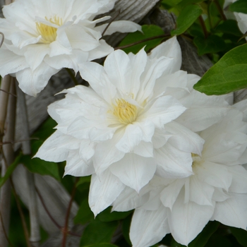 Clematis 'Isago' 