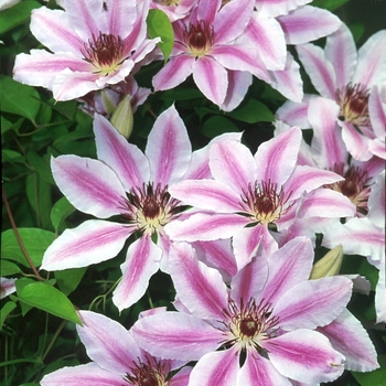 Clematis 'Nelly Moser' 