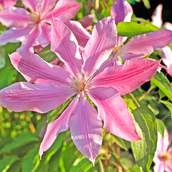 Clematis 'Pink Fantasy'