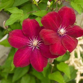 Clematis 'Rouge Cardinal'