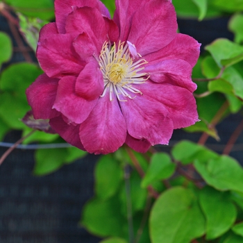 Clematis 'Red Star'