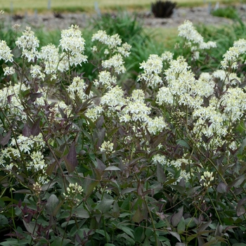 Clematis recta 'Serious Black™' Lime Close