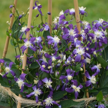 Clematis 'Violet Stardust' PPAF