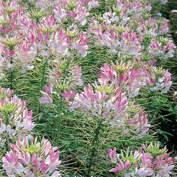 Cleome hassleriana Sparkler™ Blush