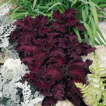 Coleus 'Black Dragon'