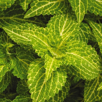 Coleus scutellarioides 'Electric Lime®'