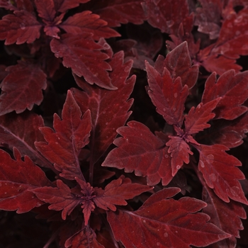 Coleus Flame Thrower™ 'Salsa Roja'