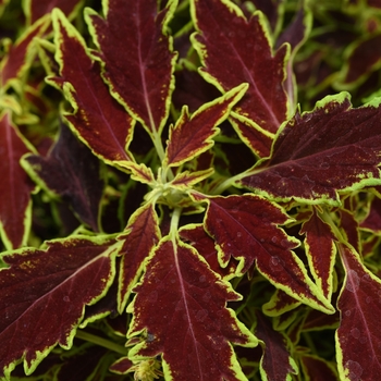 Coleus 'UF15-6-28' PPAF