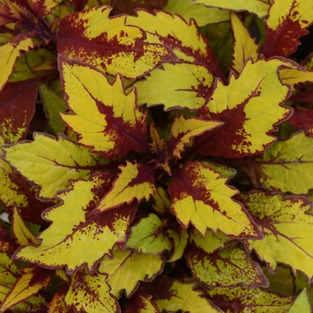 Coleus Flame Thrower™ 'Spiced Curry'
