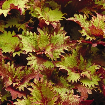 Coleus 'Balcenna' PP19,149