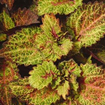 Coleus 'Balcinsu' PP19,180