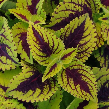 Coleus scutellarioides 'Lime Vein' 