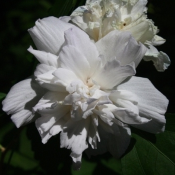 Hibiscus syriacus 'Double White' 