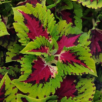 Coleus scutellarioides 'Rose' 