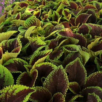 Coleus scutellarioides 'Scarlet' 