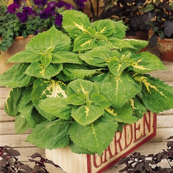 Coleus scutellarioides Kong® 'Green'