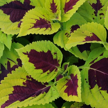 Coleus scutellarioides 'Lime Sprite' 