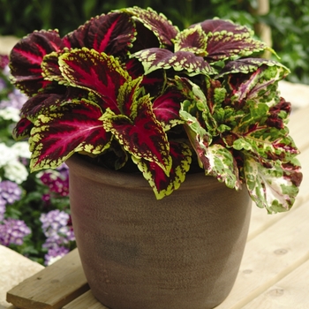 Coleus scutellarioides Kong® 'Mosaic'