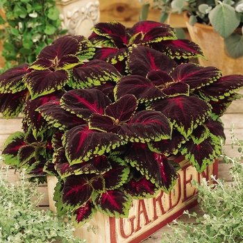 Coleus scutellarioides Kong® 'Red'