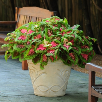 Coleus scutellarioides 'Salmon Pink' 