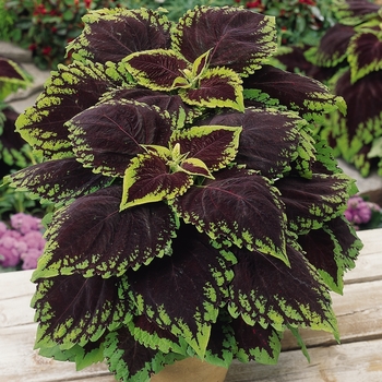 Coleus scutellarioides 'Scarlet' 