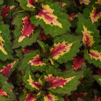 Coleus scutellarioides 'Pinkplosion'