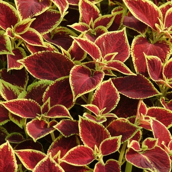 Coleus scutellarioides 'Crimson Gold' 